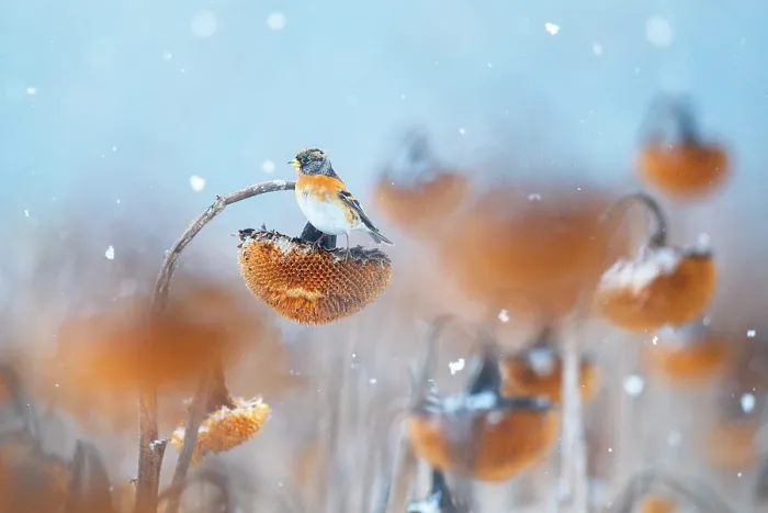 Framed Print : Brambling (Fringilla montifringilla) perched on Sunflower (Helianthus annuus) seedhead in falling snow, Lower Silesia, Poland. February