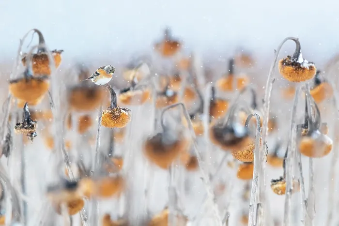 Framed Print : Brambling (Fringilla montifringilla) perched on Sunflower (Helianthus annuus) seedhead in falling snow, Lower Silesia, Poland. February Framed Print : Brambling (Fringilla montifringilla) perched on Sunflower (Helianthus annuus) seedhead in falling snow, Lower Silesia, Poland. February