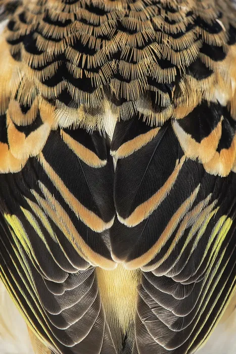Framed Print : Brambling (Fringilla montifringilla) plumage detail, Lower Silesia, Poland. January Framed Print : Brambling (Fringilla montifringilla) plumage detail, Lower Silesia, Poland. January