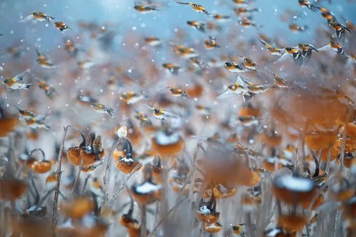 Framed Print : Bramblings (Fringilla montifringilla) and European goldfinch (Carduelis carduelis) flock in flight over field of Sunflowers (Helianthus annuus) in falling snow, Lower Silesia