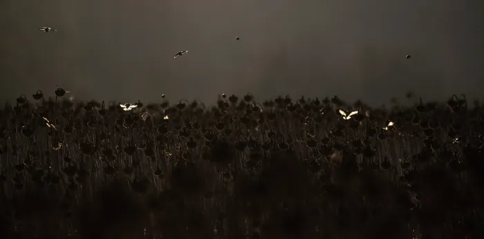 Framed Print : Bramblings (Fringilla montifringilla) in flight over field of dead Sunflowers (Helianthus annuus) at dusk, Lower Silesia, Poland. February Framed Print : Bramblings (Fringilla montifringilla) in flight over field of dead Sunflowers (Helianthus annuus) at dusk, Lower Silesia, Poland. February