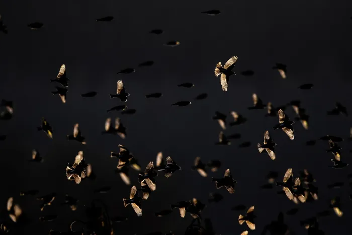 Framed Print : Bramblings (Fringilla montifringilla) flock in flight at dusk, Lower Silesia, Poland. February Framed Print : Bramblings (Fringilla montifringilla) flock in flight at dusk, Lower Silesia, Poland. February