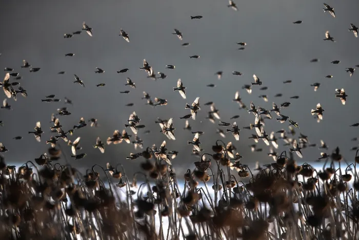 Framed Print : Bramblings (Fringilla montifringilla) flock in flight over field of dead Sunflowers (Helianthus annuus) at dusk, Lower Silesia, Poland. February