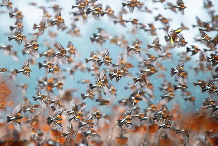 Framed Print : Bramblings (Fringilla montifringilla) flock in flight over field of Sunflowers (Helianthus annuus), Lower Silesia, Poland. February Framed Print : Bramblings (Fringilla montifringilla) flock in flight over field of Sunflowers (Helianthus annuus), Lower Silesia, Poland. February
