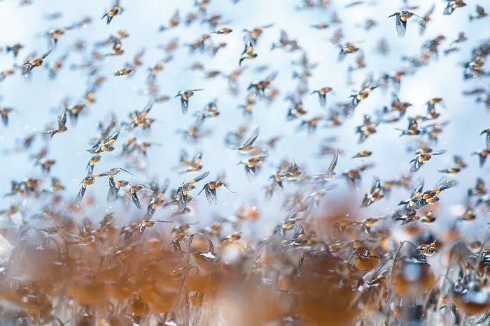 Framed Print : Bramblings (Fringilla montifringilla) flock in flight over field of Sunflowers (Helianthus annuus), Lower Silesia, Poland. February Framed Print : Bramblings (Fringilla montifringilla) flock in flight over field of Sunflowers (Helianthus annuus), Lower Silesia, Poland. February