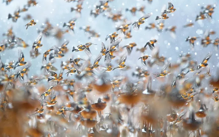 Framed Print : Bramblings (Fringilla montifringilla) flock in flight over field of Sunflowers (Helianthus annuus) in falling snow, Lower Silesia, Poland. February Framed Print : Bramblings (Fringilla montifringilla) flock in flight over field of Sunflowers (Helianthus annuus) in falling snow, Lower Silesia, Poland. February