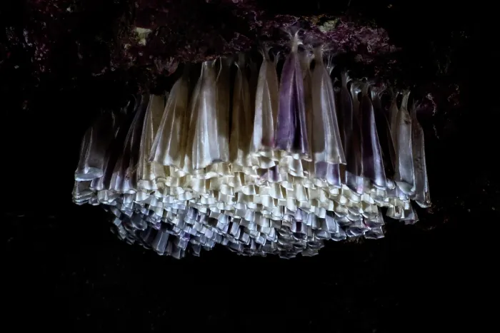 Framed Print : Branched murex sea snail (Chicoreus ramosus) egg casings, each casing contains several eggs. The egg casings are white when fresh, gradually changing to a purple-lavender hue Framed Print : Branched murex sea snail (Chicoreus ramosus) egg casings, each casing contains several eggs. The egg casings are white when fresh, gradually changing to a purple-lavender hue