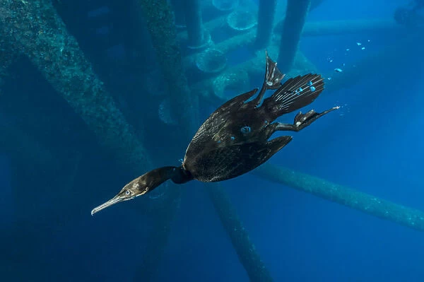 Brandts cormorant (Phalacrocorax penicillatus) swimming beneath an oil rig. Eureka Rig
