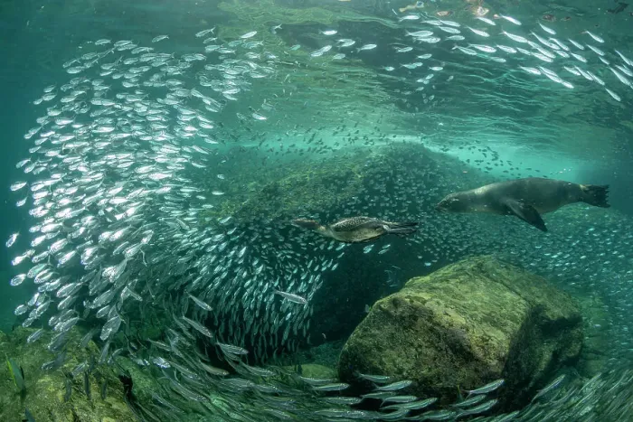 Framed Print : Brandt's cormorant (Phalacrocorax penicillatus) feeding on a bait ball of Sardines (Sardina sp. ) being followed by a California sea lion (Zalophus californianus), Espiritu Santo Island, Baja California, Mexico, Sea of Cortez Framed Print : Brandt's cormorant (Phalacrocorax penicillatus) feeding on a bait ball of Sardines (Sardina sp. ) being followed by a California sea lion (Zalophus californianus), Espiritu Santo Island, Baja California, Mexico, Sea of Cortez