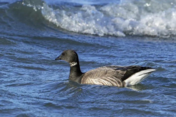 Framed Print : Brant goose (Branta bernicla) swimming along the North Sea coast in winter, Zeeland, Netherlands. December Framed Print : Brant goose (Branta bernicla) swimming along the North Sea coast in winter, Zeeland, Netherlands. December