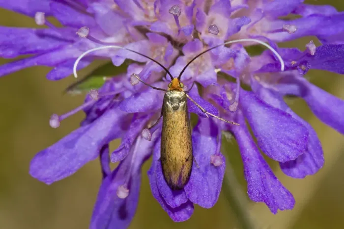 Framed Print : Brassy Longhorn Beetle (Nemophora metallica) feeding on Small Scabious, Hutchinsons Bank