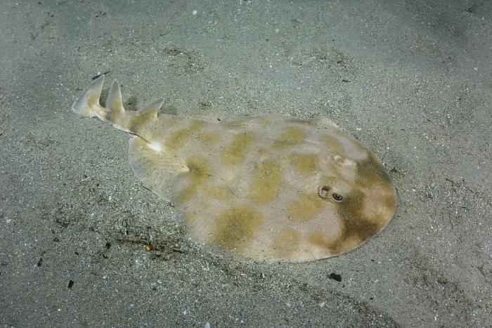 Framed Print : Brazilian electric ray (Narcine brasiliensis) hiding on sandy seabed, Buzios, Brazil, southwest Atlantic Ocean Framed Print : Brazilian electric ray (Narcine brasiliensis) hiding on sandy seabed, Buzios, Brazil, southwest Atlantic Ocean