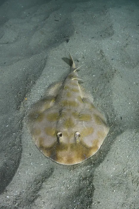 Framed Print : Brazilian electric ray (Narcine brasiliensis) resting on sandy seabed, Buzios, Brazil, southwest Atlantic Ocean Framed Print : Brazilian electric ray (Narcine brasiliensis) resting on sandy seabed, Buzios, Brazil, southwest Atlantic Ocean