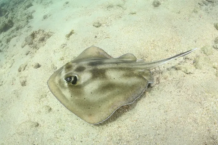 Framed Print : Brazilian large-eyed stingray (Hypanus marianae) swimming over seabed, Natal, Brazil, western Atlantic Ocean. Endangered Framed Print : Brazilian large-eyed stingray (Hypanus marianae) swimming over seabed, Natal, Brazil, western Atlantic Ocean. Endangered