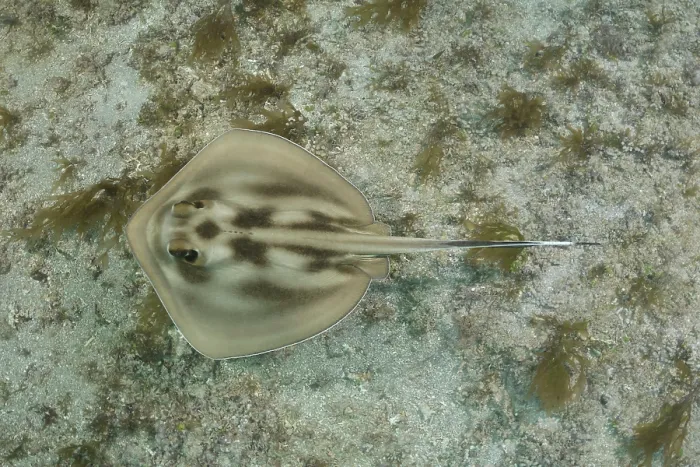 Framed Print : Brazilian large-eyed stingray (Hypanus marianae) swimming over seabed, Natal, Brazil, western Atlantic Ocean. Endangered Framed Print : Brazilian large-eyed stingray (Hypanus marianae) swimming over seabed, Natal, Brazil, western Atlantic Ocean. Endangered