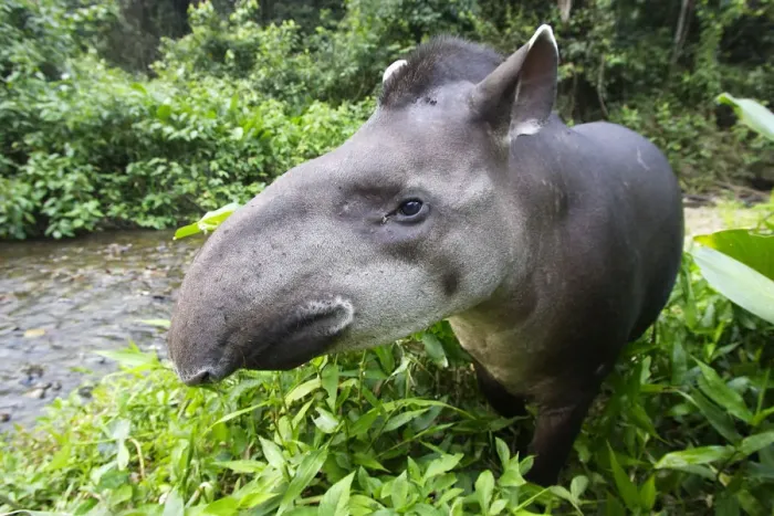 Framed Print : Brazilian tapir (Tapirus terrestris) portrait, Tambopata Research Centre, Peru Framed Print : Brazilian tapir (Tapirus terrestris) portrait, Tambopata Research Centre, Peru