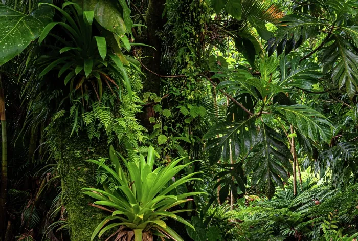 Framed Print : Breadfruit tree (Artocarpus altilis) providing shade to tropical plants growing along hot volcanic stream in a garden, Dominica, Lesser Antilles Framed Print : Breadfruit tree (Artocarpus altilis) providing shade to tropical plants growing along hot volcanic stream in a garden, Dominica, Lesser Antilles