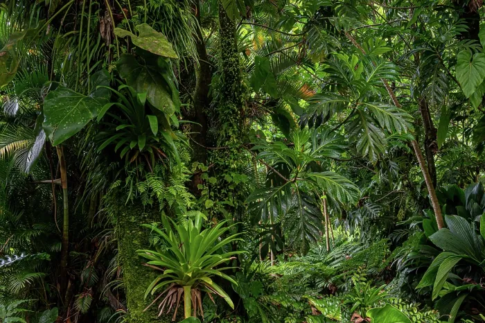 Framed Print : Breadfruit tree (Artocarpus altilis) providing shade to tropical plants growing along hot volcanic stream in a garden, Dominica, Lesser Antilles Framed Print : Breadfruit tree (Artocarpus altilis) providing shade to tropical plants growing along hot volcanic stream in a garden, Dominica, Lesser Antilles
