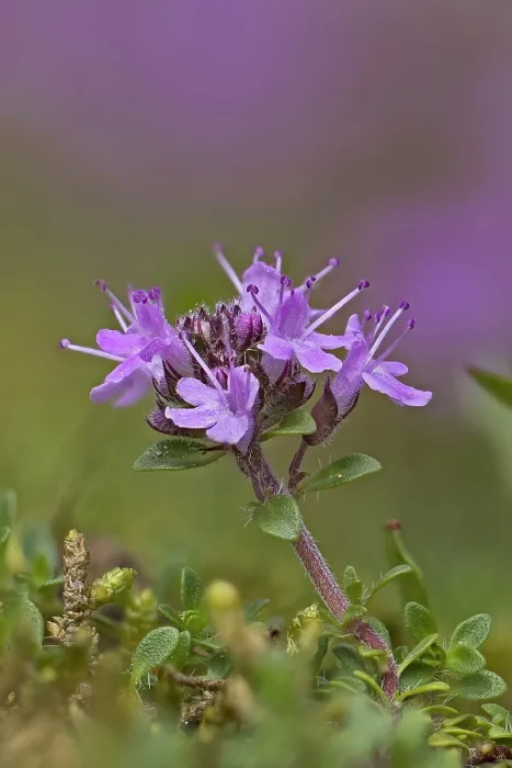 Framed Print : Breckland thyme (Thymus serpyllum) in flower, Norfolk, England, UK. July. Focus stacked Framed Print : Breckland thyme (Thymus serpyllum) in flower, Norfolk, England, UK. July. Focus stacked