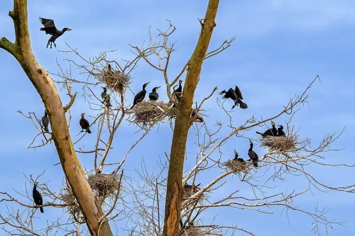 Framed Print : Breeding colony of Great cormorants (Phalacrocorax carbo) nesting in dead tree in wetland in spring, Belgium. April Framed Print : Breeding colony of Great cormorants (Phalacrocorax carbo) nesting in dead tree in wetland in spring, Belgium. April