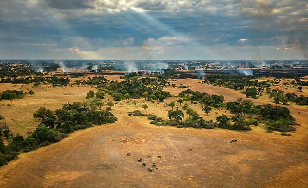 A breeding herd of African savanna elephants (Loxodonta africana) navigates burning floodplains, Okavango Delta, Botswana. Fires are started by people in the dry season to burn the grass and make it easier to cast fishing nets when the floods arrive