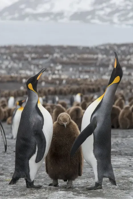 Framed Print : A breeding pair of King penguins (Aptenodytes patagonicus) with their chick Framed Print : A breeding pair of King penguins (Aptenodytes patagonicus) with their chick