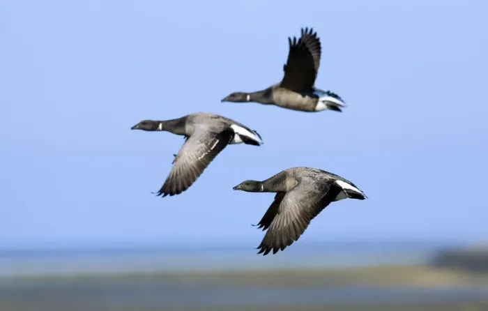 Framed Print : Brent geese (Branta bernicla) flying, Hallig Hooge, Germany, April 2009 Framed Print : Brent geese (Branta bernicla) flying, Hallig Hooge, Germany, April 2009