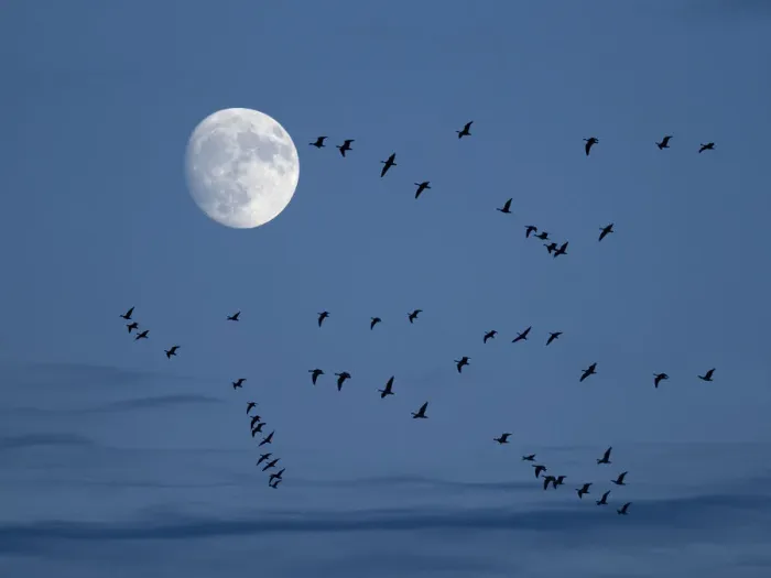 Framed Print : Brent geese (Branta bernicla) flying with moon, Titchwell, Norfolk, UK, December Framed Print : Brent geese (Branta bernicla) flying with moon, Titchwell, Norfolk, UK, December