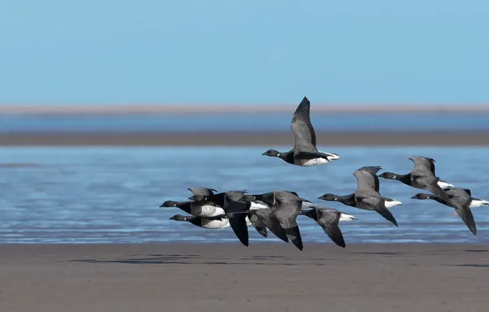 Framed Print : Brent geese (Branta bernicla) small flock in flight over coastal feeding grounds, Lindisfarne National Nature Reserve, Northumberland, UK. February Framed Print : Brent geese (Branta bernicla) small flock in flight over coastal feeding grounds, Lindisfarne National Nature Reserve, Northumberland, UK. February