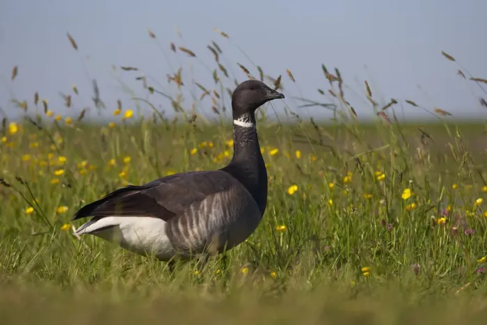 Framed Print : Brent goose (Branta bernicla) standing in field with yellow flowers, Texel, Netherlands Framed Print : Brent goose (Branta bernicla) standing in field with yellow flowers, Texel, Netherlands