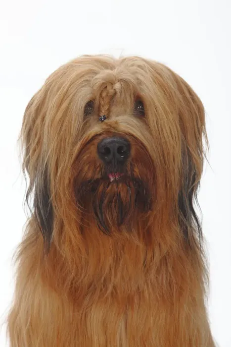 Framed Print : Briard / Berger de Brie, head portrait with plaited hair between eyes Framed Print : Briard / Berger de Brie, head portrait with plaited hair between eyes