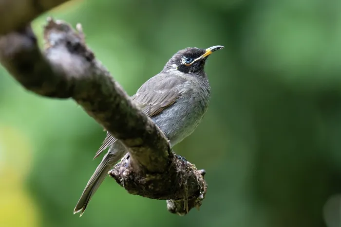 Framed Print : Bridled honeyeater (Lichenostomus frenatus) perched on branch, Wet Tropics World Heritage, Lake Eacham, Queensland, Australia