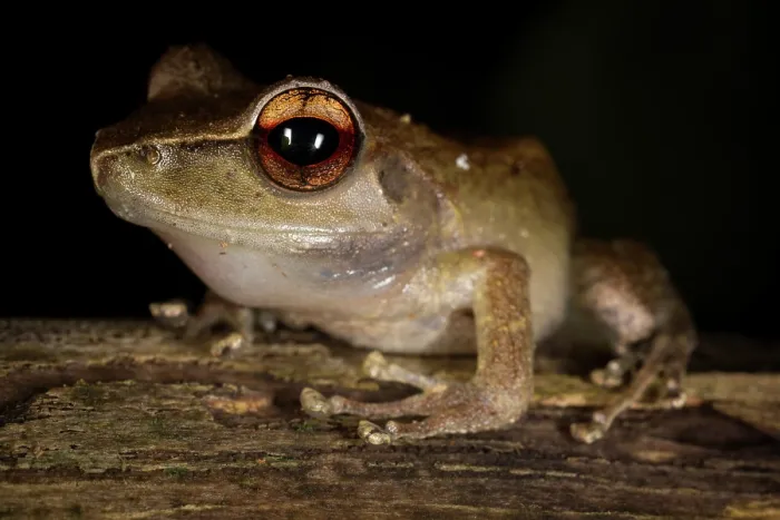 Framed Print : Bright eyed frog (Boophis rhodoscelis) portrait, Masoala National Park, Madagascar. Endangered Framed Print : Bright eyed frog (Boophis rhodoscelis) portrait, Masoala National Park, Madagascar. Endangered