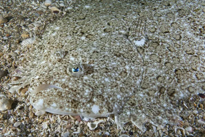 Framed Print : Brill (Scophthalmus rhombus) camouflaged on seabed, Channel Islands, UK, July Framed Print : Brill (Scophthalmus rhombus) camouflaged on seabed, Channel Islands, UK, July