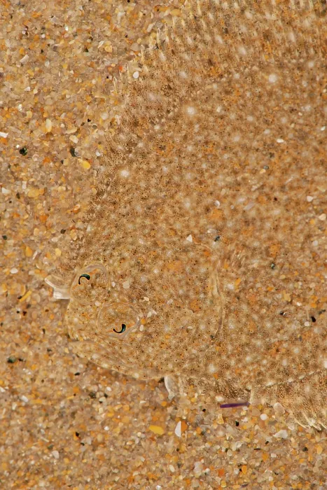 Framed Print : Brill (Scophthalmus rhombus) camouflaged on seabed, size 3cm, Portugal, Atlantic Ocean Framed Print : Brill (Scophthalmus rhombus) camouflaged on seabed, size 3cm, Portugal, Atlantic Ocean