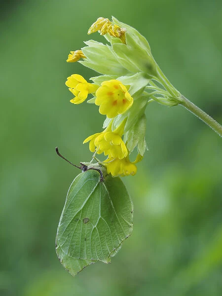 Brimstone butterfly (Goneopteryx rhamni) male roosting on Cowslip (Primula veris) Bedfordshire