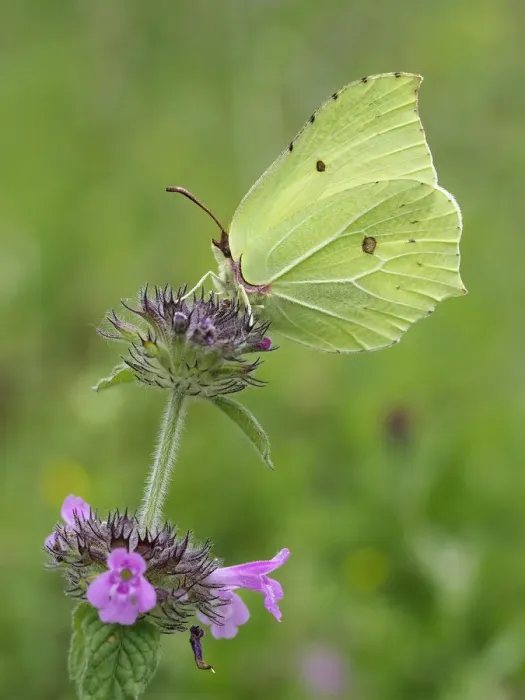 Framed Print : Brimstone butterfly (Goneopteryx rhamni) male on Wild basil flower (Clinopodium vulgare) Framed Print : Brimstone butterfly (Goneopteryx rhamni) male on Wild basil flower (Clinopodium vulgare)