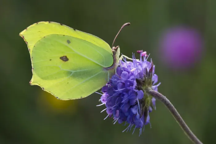 Framed Print : Brimstone butterfly (Gonepteryx rhamni) on Devil s-bit Scabious (Succisa pratensis) Framed Print : Brimstone butterfly (Gonepteryx rhamni) on Devil s-bit Scabious (Succisa pratensis)
