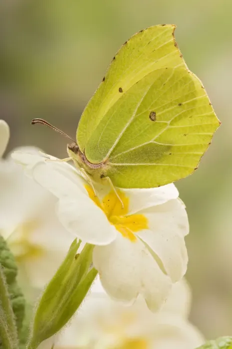 Framed Print : Brimstone butterfly (Gonepteryx rhamni) Male at rest on Primrose flower, West Sussex
