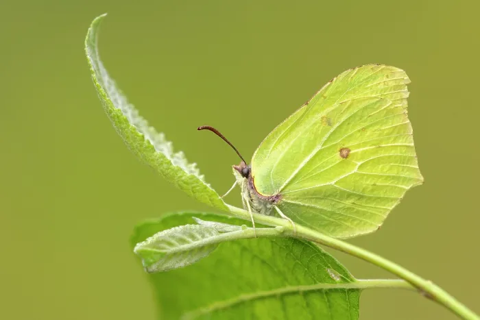 Framed Print : Brimstone butterfly (Gonepteryx rhamni) resting on a leaf, Meeth Quarry, Devon, England, UK. June Framed Print : Brimstone butterfly (Gonepteryx rhamni) resting on a leaf, Meeth Quarry, Devon, England, UK. June