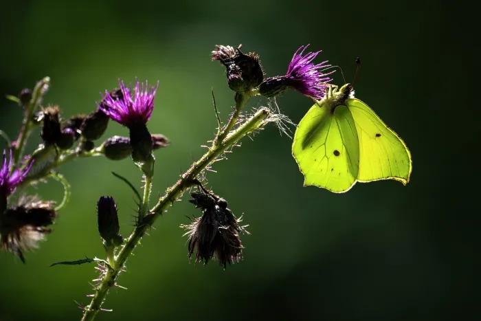 Framed Print : Brimstone (Gonepteryx rhamni) butterfly nectaring on Thistle flower, Meeth Quarry Nature Reserve, Devon, England, UK. July