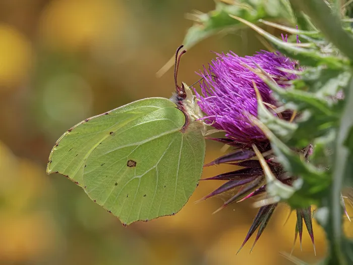 Framed Print : Brimstone (Gonepteryx rhamni) male, nectaring on Thistle flower, Castelluccio di Norcia, Sibillini, Umbria, Italy. July Framed Print : Brimstone (Gonepteryx rhamni) male, nectaring on Thistle flower, Castelluccio di Norcia, Sibillini, Umbria, Italy. July