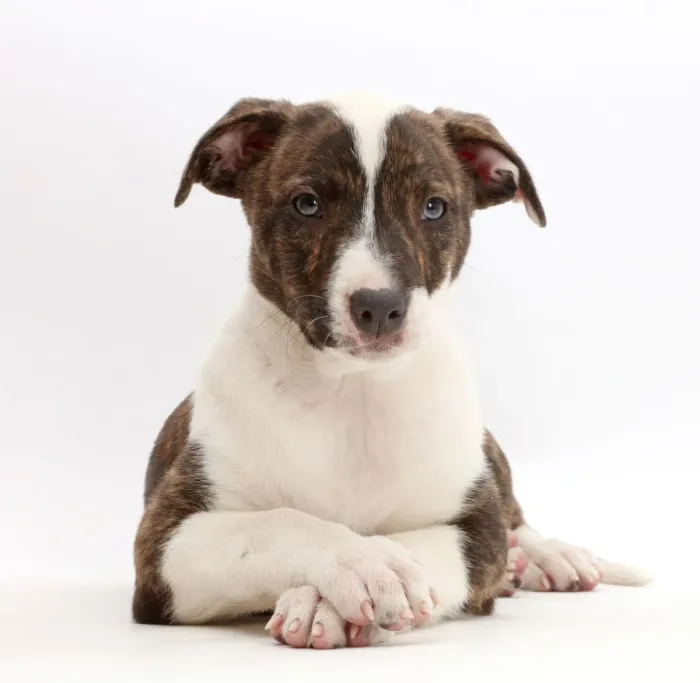 Framed Print : Brindle-and-white Lurcher puppy, age 8 weeks, with crossed paws Framed Print : Brindle-and-white Lurcher puppy, age 8 weeks, with crossed paws