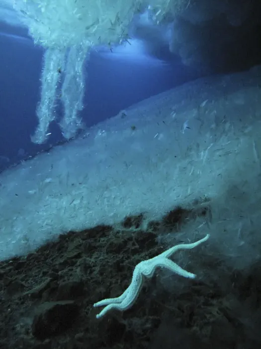 Framed Print : Brinicles (brine icicles or ice stalactites) forming under the ice, growing towards the sea floor