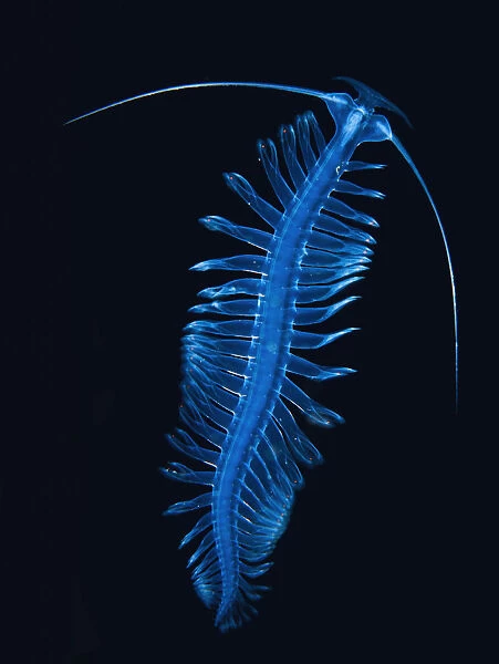Bristle worm (Polychaeta sp), Antarctic Peninsula, Antarctica