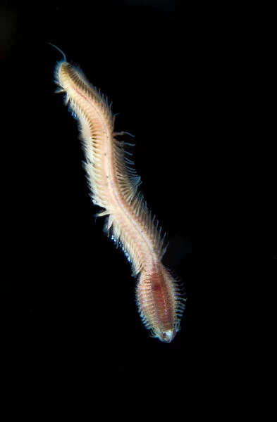 Bristleworm {Nereididae} swimming, Saltstraumen, Bod, Norway, October 2008