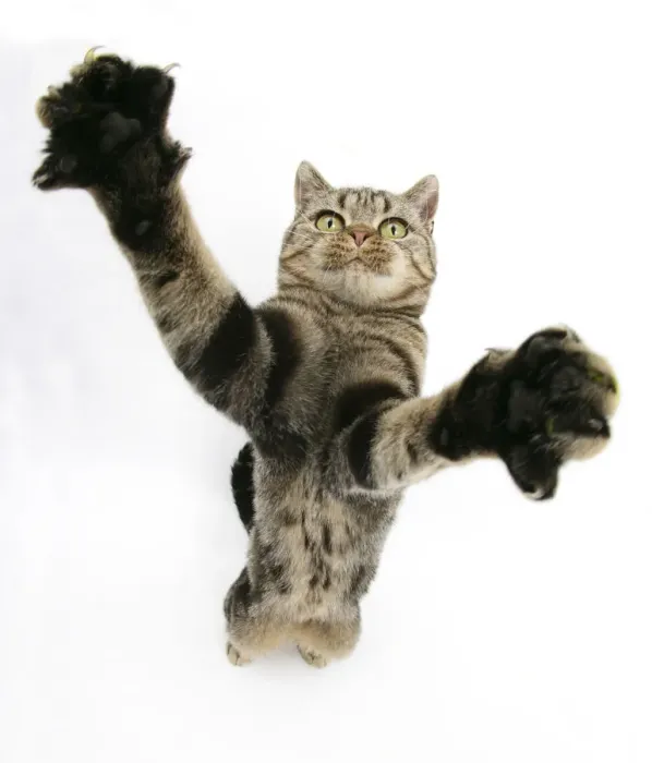 Framed Print : British Shorthair Brown Spotted cat, Tiger Lily, reaching out Framed Print : British Shorthair Brown Spotted cat, Tiger Lily, reaching out