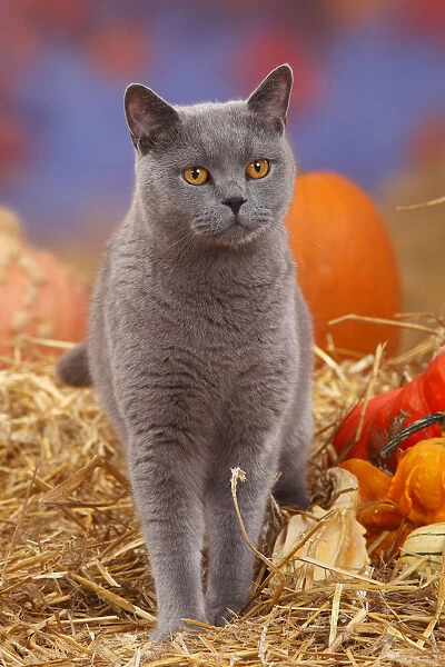 British Shorthair tomcat, blue coated, portrait standing in straw with Pumpkins  /  Squash