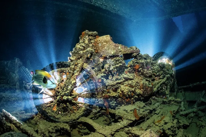 Framed Print : British World War II BSA M20 motorbike inside Hold 2 (port side, upper level) of the wreck of the SS Thistlegorm, with Slingjaw wrasse (Epibulus insidiator) male, swimming by Framed Print : British World War II BSA M20 motorbike inside Hold 2 (port side, upper level) of the wreck of the SS Thistlegorm, with Slingjaw wrasse (Epibulus insidiator) male, swimming by