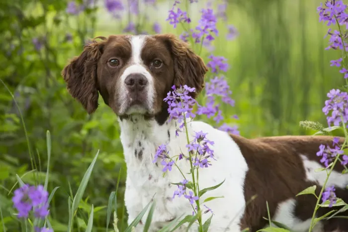Framed Print : Brittany dog among Phlox, in field, Amston, Connecticut, USA Framed Print : Brittany dog among Phlox, in field, Amston, Connecticut, USA